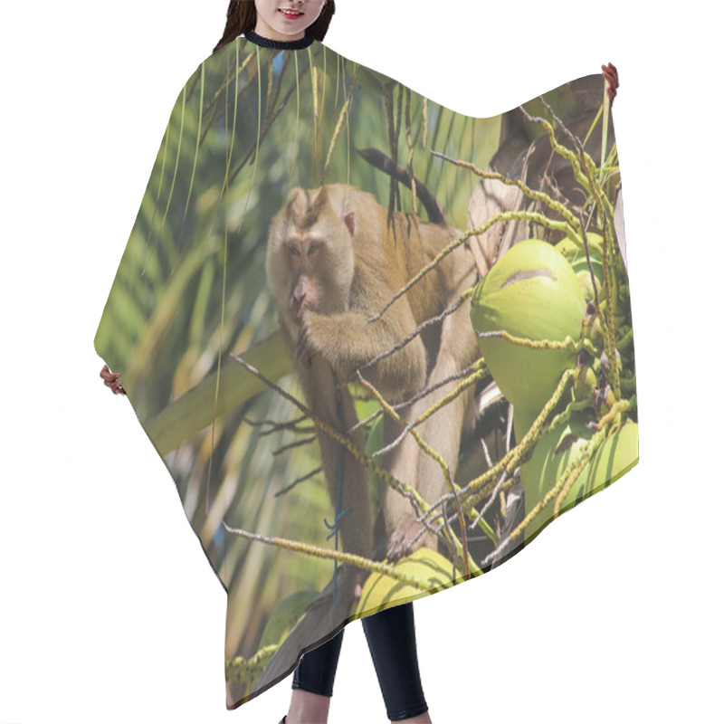 Personality  Baboon Hair Cutting Cape