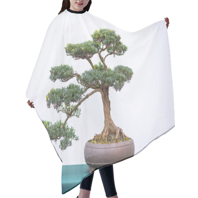 Personality  Bonsai Pine Tree Against White Wall Hair Cutting Cape