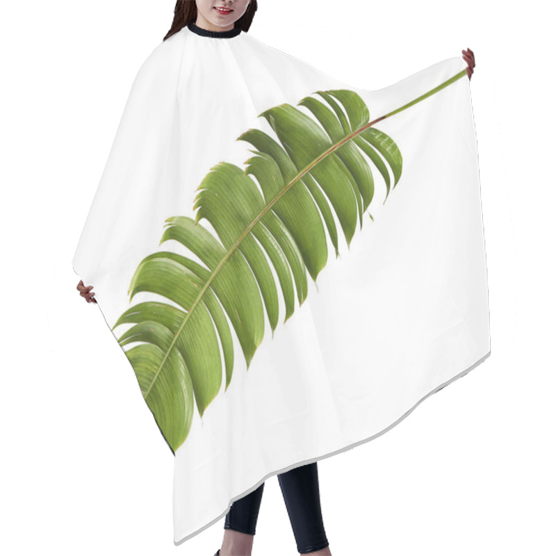 Personality  Heliconia Chartacea Leaves,Tropical Leaf, Bird Of Paradise Foliage Isolated On White Background, With Clipping Path                                  Hair Cutting Cape