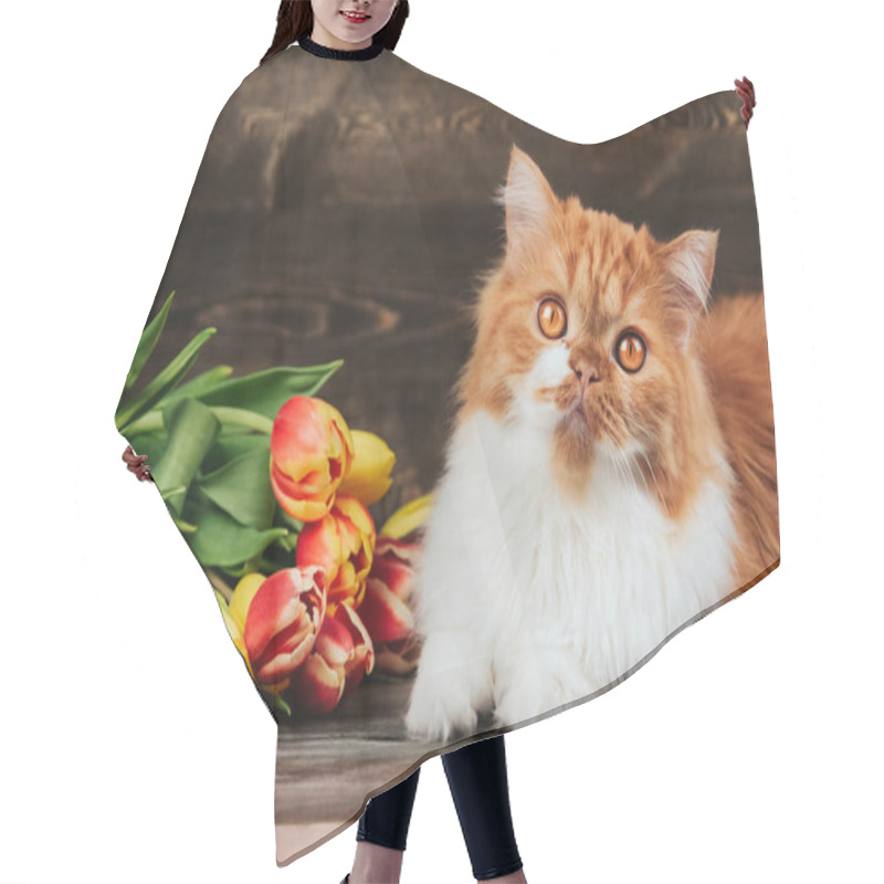 Personality  Fluffy Ginger Cat On A Background Of Red And Yellow Tulips. Hair Cutting Cape