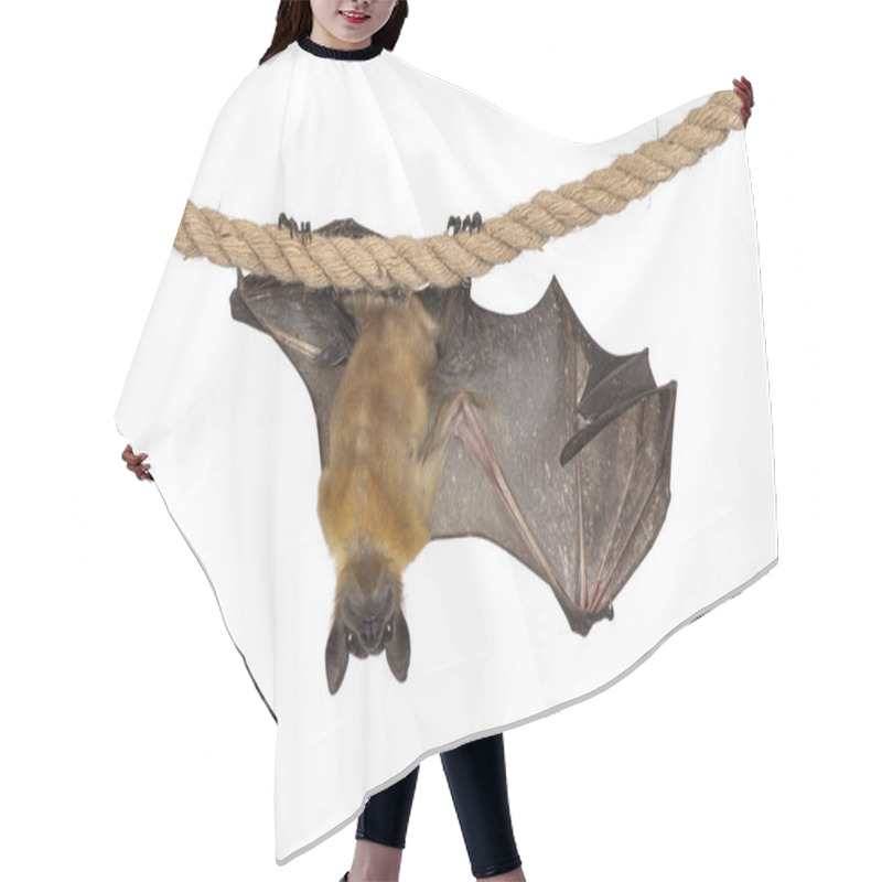 Personality  Funny Face Pic Of Young Adult Flying Fox, Fruit Bat Aka Megabat, Hanging On Sisal Rope With One Wing Spread Showing Structure Of The Bones. Isolated On White Background. Hair Cutting Cape