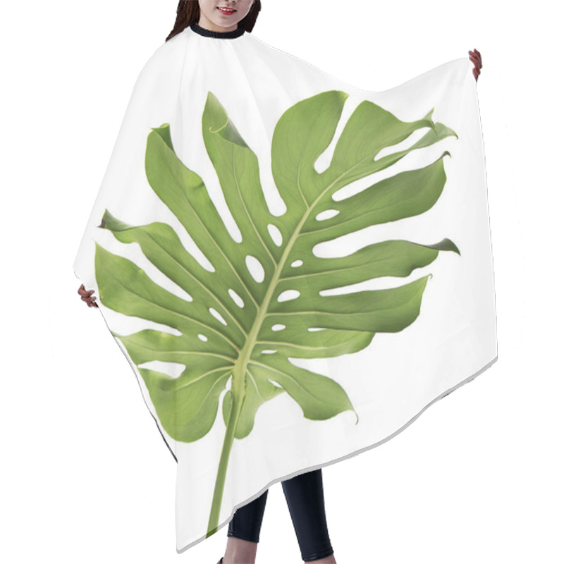 Personality  Monstera Deliciosa Leaf Or Swiss Cheese Plant, Isolated On White Background, With Clipping Path Hair Cutting Cape