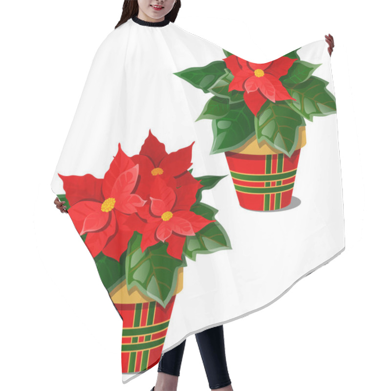 Personality  The Flowering Poinsettia Plants In Pots Isolated On White Background. A Traditional Symbol Of Christmas And New Year. Sample Of Poster, Invitation And Other Cards. Vector Cartoon Close-up Illustration Hair Cutting Cape