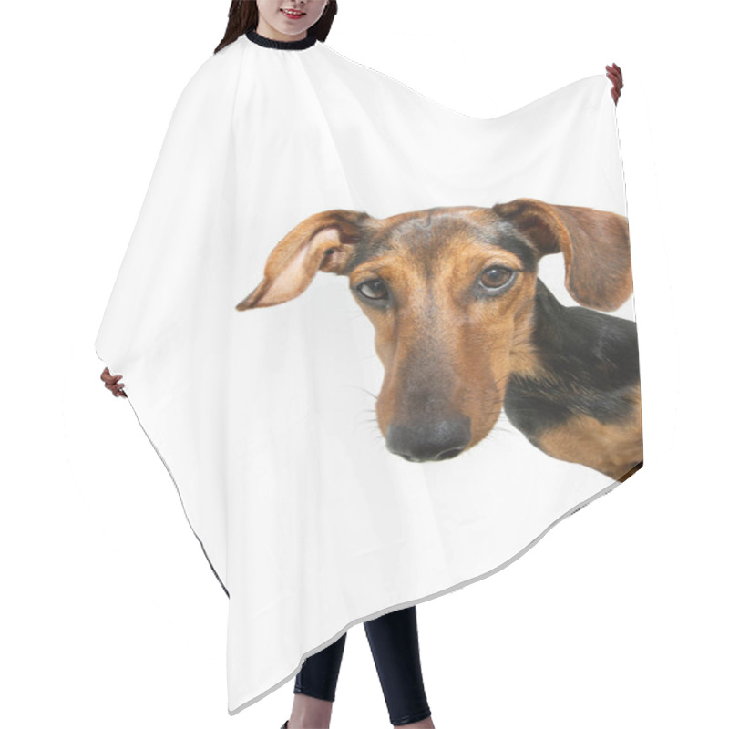 Personality  Portrait Funny And Curious Dachshund Puppy Dog Peeking Out From Behind A White Banner. Isolated On White Background Hair Cutting Cape