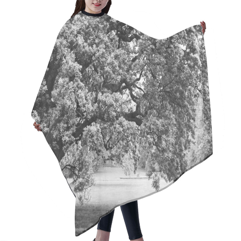 Personality  Black And White Big Lonely Oak Tree Hair Cutting Cape