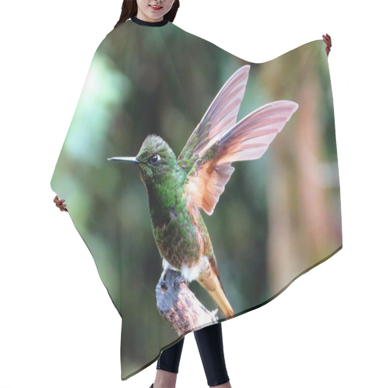 Personality  A Tiny Hummingbird Sitting On A Tree Branch With The Wings Flapping Hair Cutting Cape