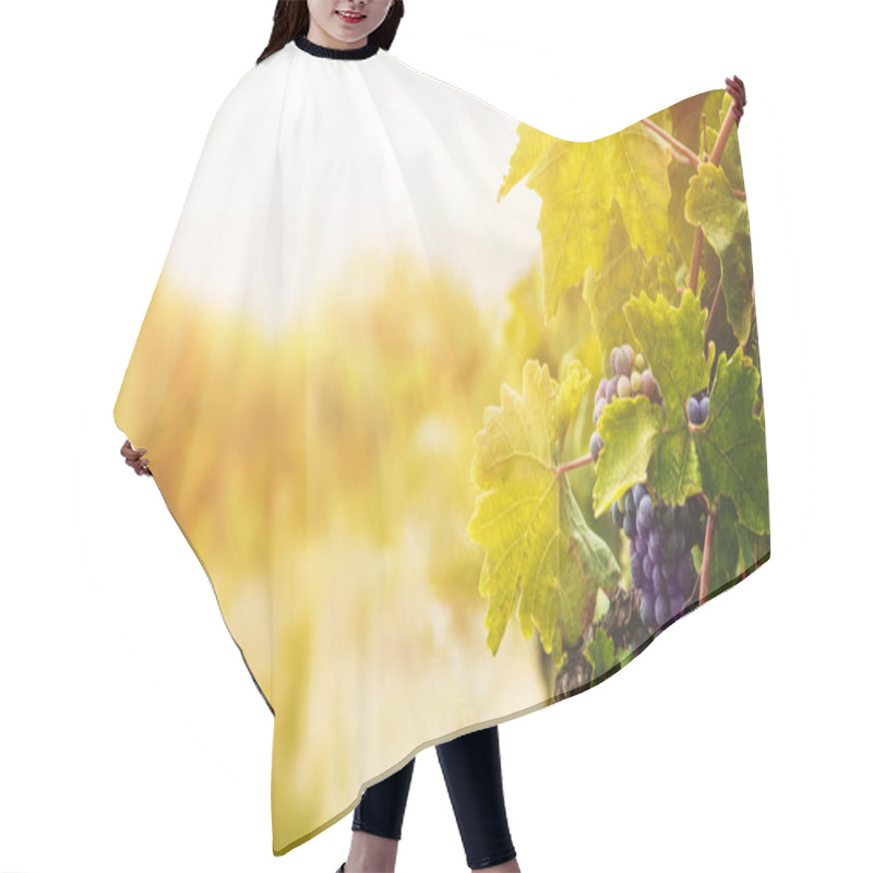 Personality  Nature Background With Vineyard In Autumn Harvest. Ripe Grapes In Fall. Hair Cutting Cape