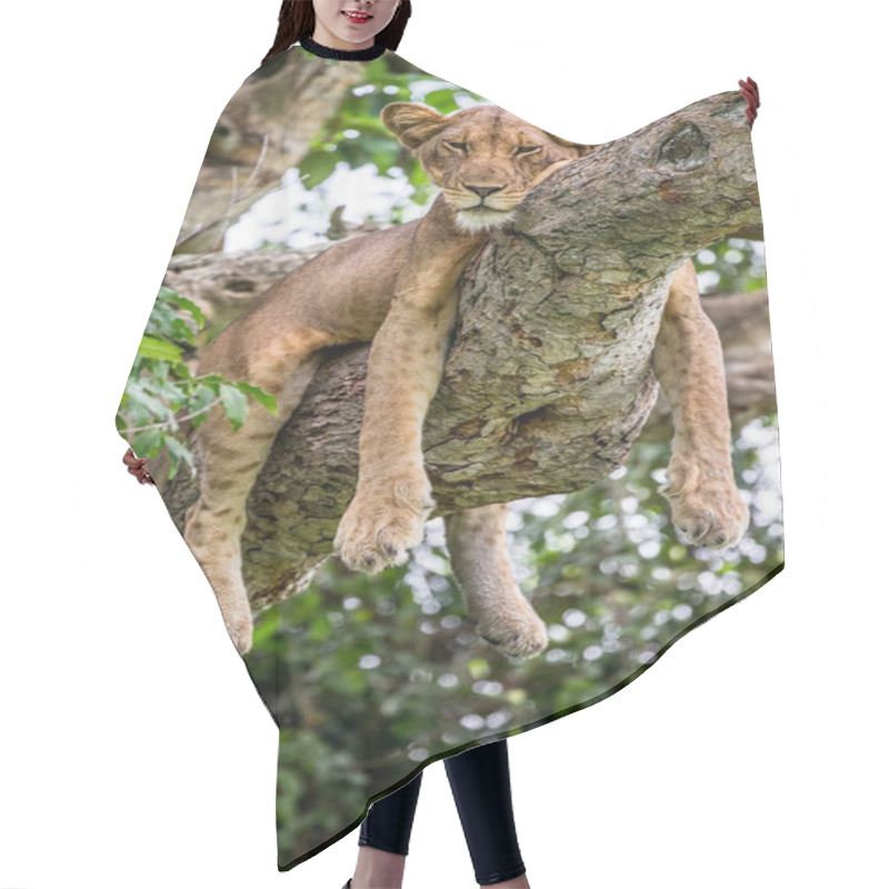 Personality  Lioness Lying On Tree Hair Cutting Cape