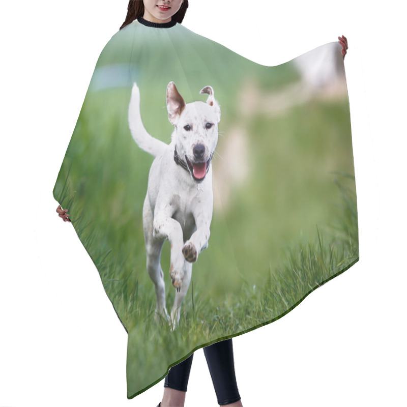 Personality  Running Dog Hair Cutting Cape