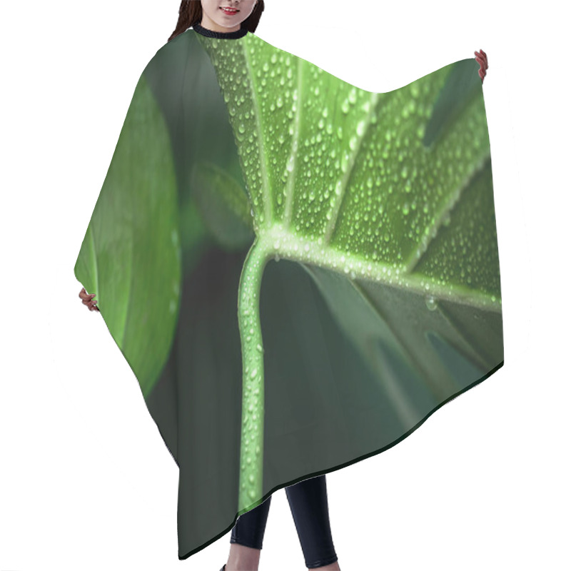 Personality  Real Beautiful Big Monster Leaves On A Green Background, Concept Of Exotic Plants Hair Cutting Cape