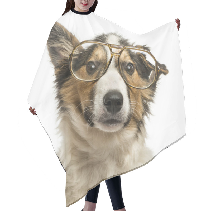 Personality  Close-up Of A Border Collie With Old Fashioned Glasses, Isolated Hair Cutting Cape