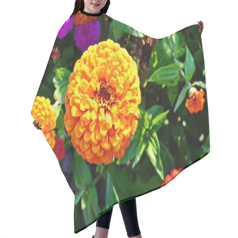 Personality  Zinnia Flowers Growing In A Flower Garden. A Variety Of Zinnia Flowers. Hair Cutting Cape