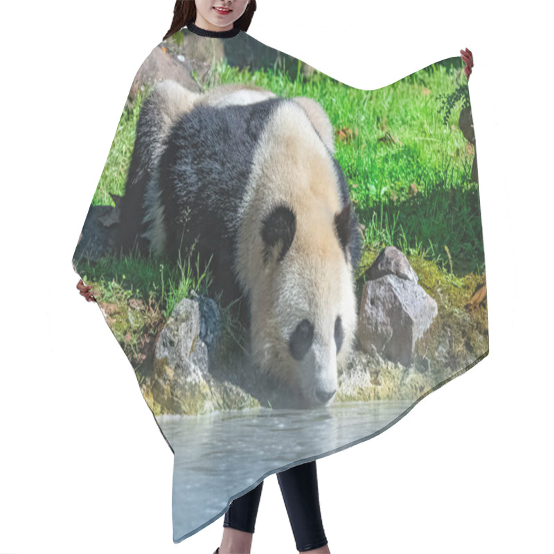 Personality  Giant Panda Drinking Water, Standing On The Grass Hair Cutting Cape