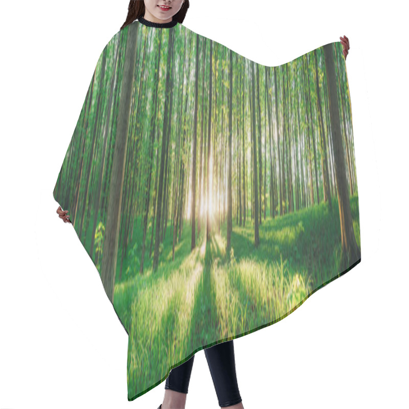 Personality  Spring Forest Trees. Nature Green Wood Sunlight Backgrounds. Hair Cutting Cape