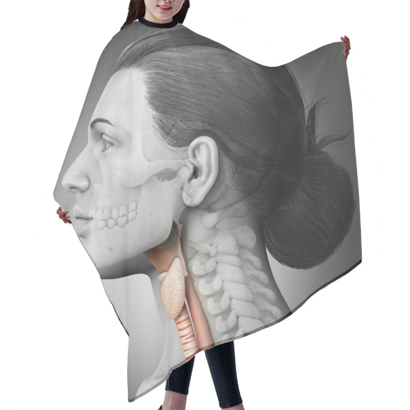 Personality  3d Rendered Medically Accurate Illustration Of The Female Larynx Anatomy  Hair Cutting Cape