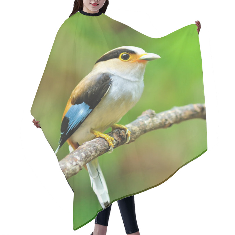 Personality  Silver-breasted Broadbill Bird Hair Cutting Cape