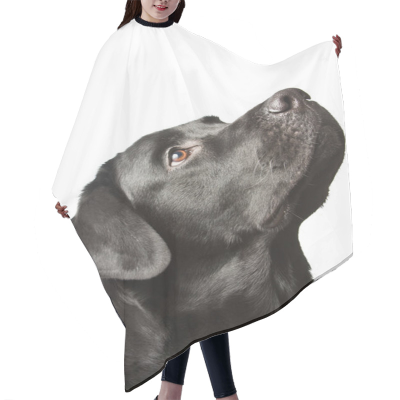 Personality  Labrador Dog In Front Of A White Background  Hair Cutting Cape