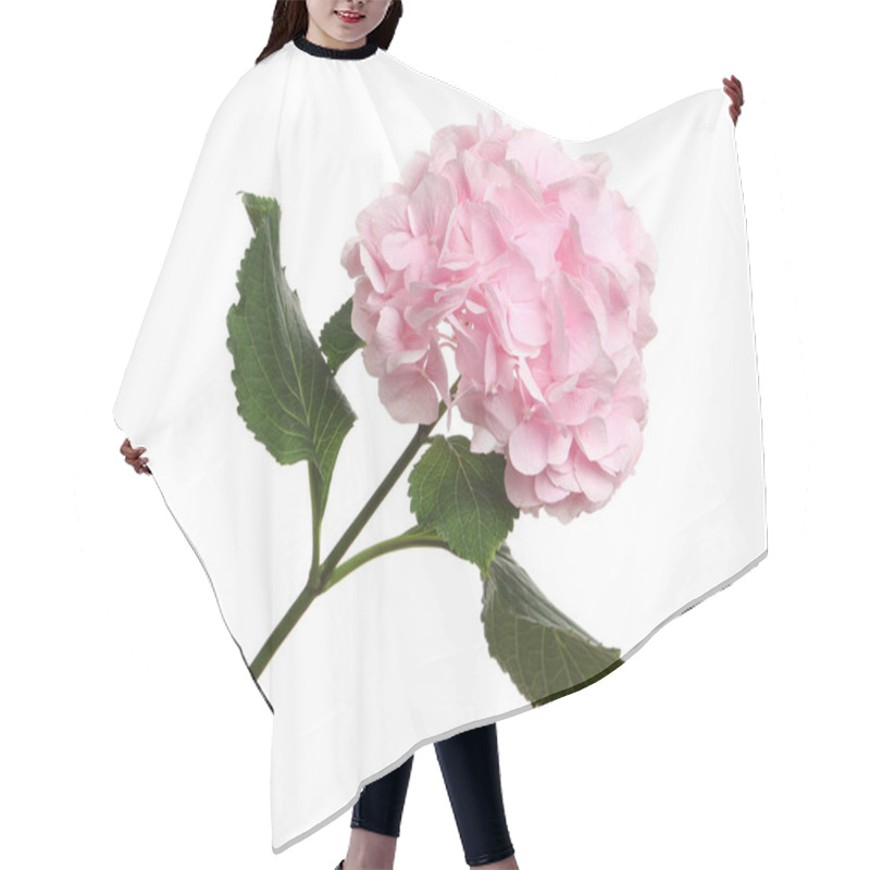 Personality  Branch Of Hortensia Plant With Delicate Flowers On White Background Hair Cutting Cape