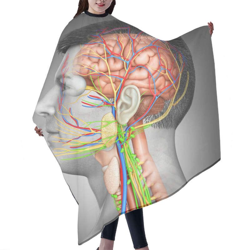 Personality  3d Rendered Medically Accurate Illustration Of A Male Brain Anatomy Hair Cutting Cape