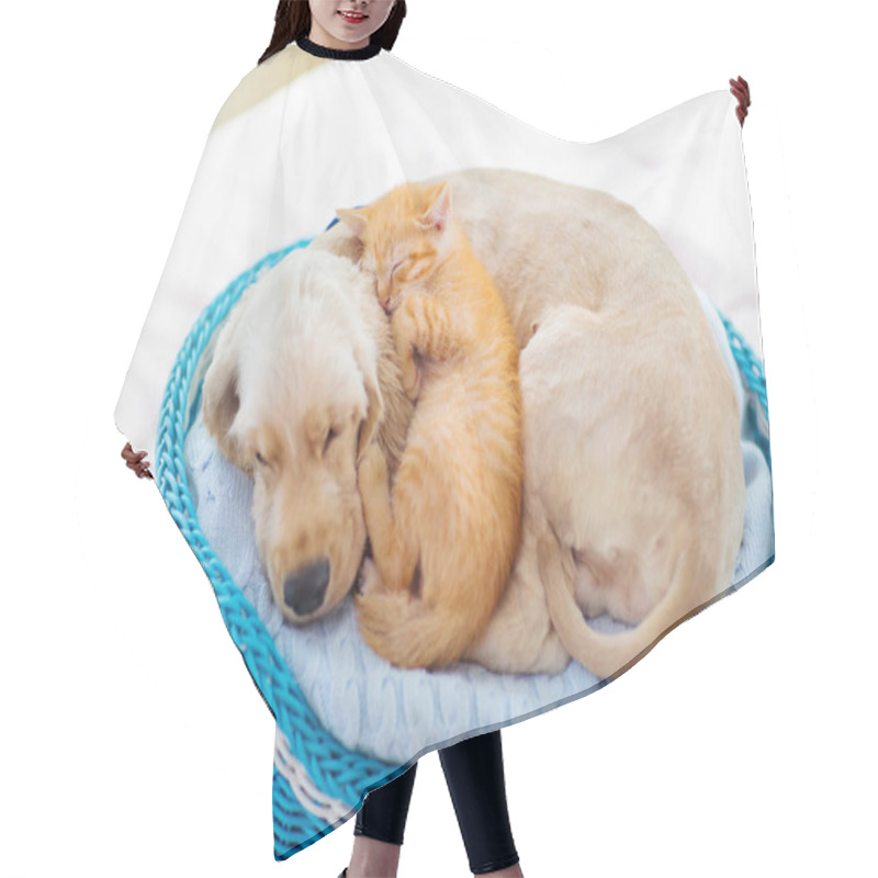 Personality  Cat And Dog Sleeping. Puppy And Kitten Sleep. Hair Cutting Cape