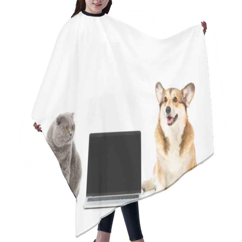 Personality  Studio Shot Of Grey British Shorthair Cat And Welsh Corgi Pembroke Sitting Near Laptop With Blank Sreen Isolated On White Background  Hair Cutting Cape