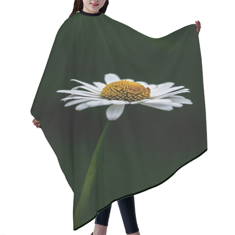 Personality  Delicate White Daisy Blossom Against A Dark Background Hair Cutting Cape