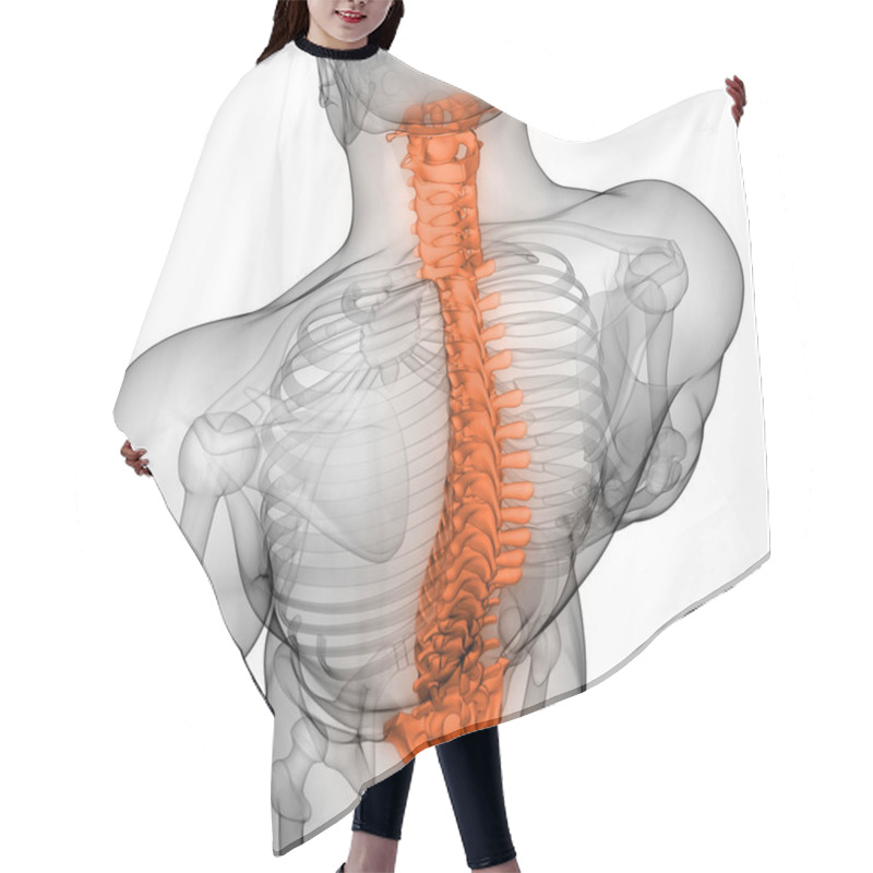 Personality  Vertebral Column Of Human Skeleton Anatomy X-ray 3D Rendering Hair Cutting Cape