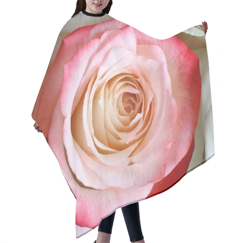 Personality  Middle Of The Flower A Beautiful Rose Closeup. Hair Cutting Cape