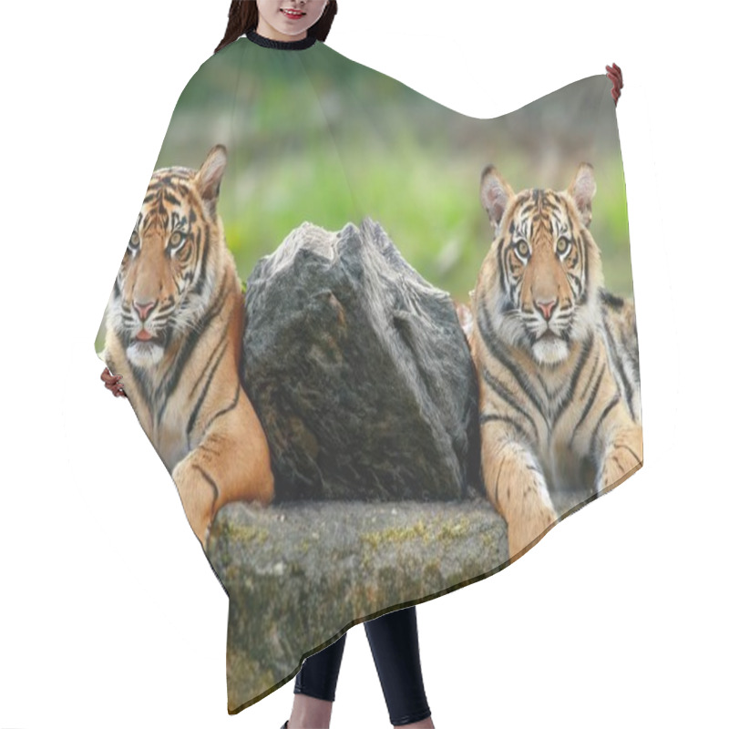 Personality  Resting Wild Tigers By A Rock In Nature. Hair Cutting Cape