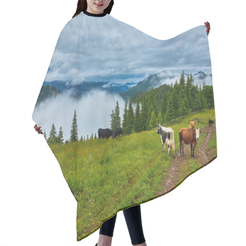 Personality  Cows Graze In A Meadow In The Fog, Carpathian Cows In Ukraine, Mountain Cows Graze In The Fog With A Bell. Hair Cutting Cape