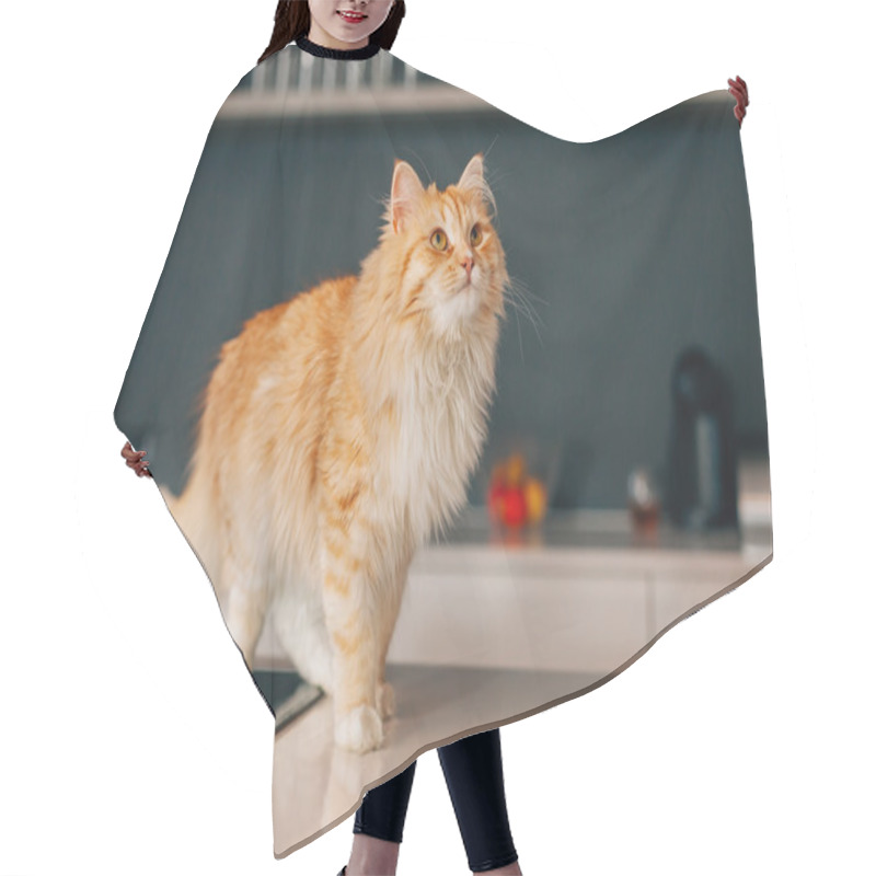 Personality  Ginger Big Cat Walking On A White Kitchen Table.  Hair Cutting Cape