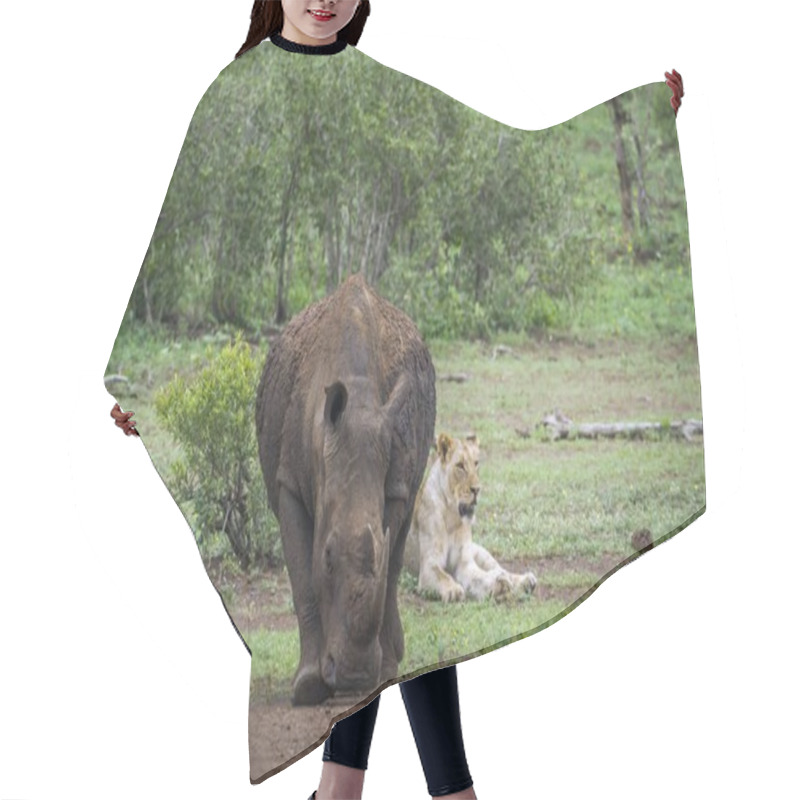 Personality  Southern White Rhinoceros And African Lion In Kruger National Pa Hair Cutting Cape