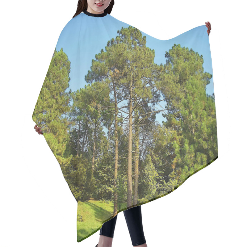 Personality  Morning In A Pine Forest Hair Cutting Cape