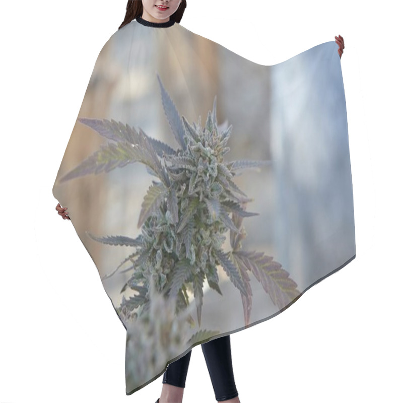 Personality  Closeup Shot Of A Marijuana Plant On Blurred Background Hair Cutting Cape