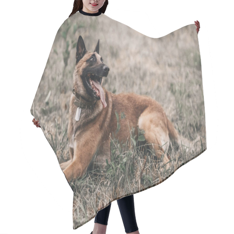 Personality  Belgian Malinois Is Lying On The Grass In The Park. Nature Outdoors Portrait Of Brown Dog Hair Cutting Cape