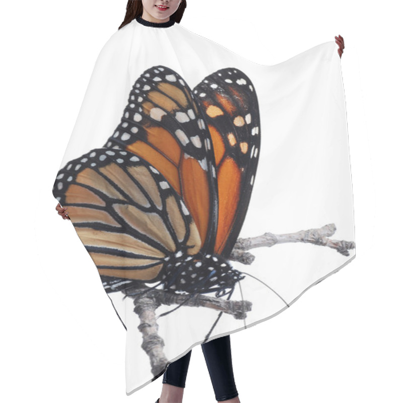 Personality  Isolated Monarch Butterfly On A Branch Hair Cutting Cape