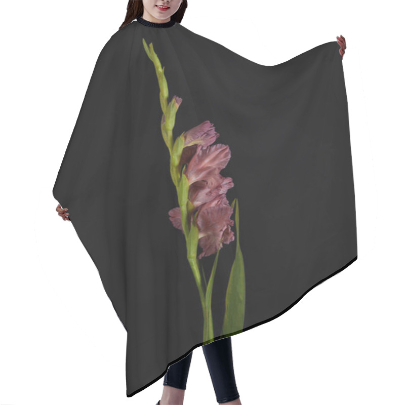 Personality  Beautiful Violet Gladiolus With Buds And Green Leaves Isolated On Black Hair Cutting Cape