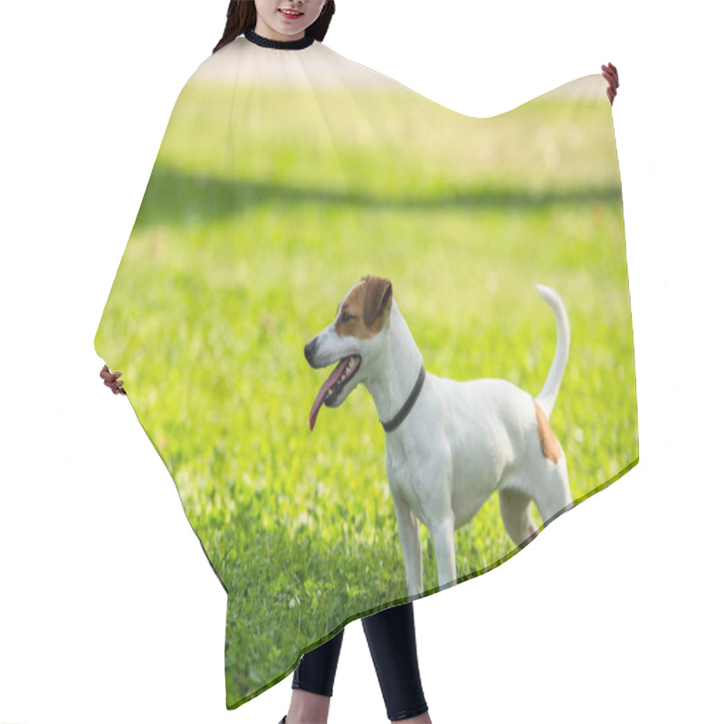 Personality  Selective Focus Of Jack Russell Terrier Dog Standing On Grass Hair Cutting Cape