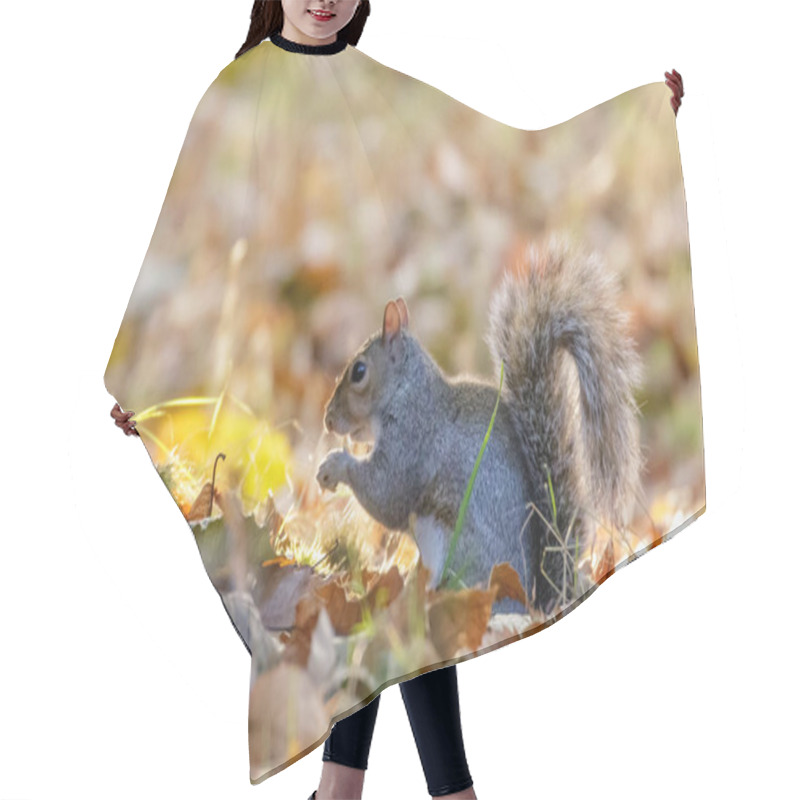 Personality  Grey Or Gray Squirrel (Sciurus Carolinensis) Foraging Hair Cutting Cape