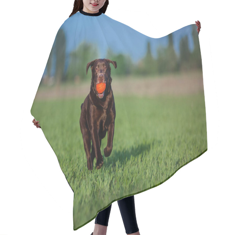 Personality  Labrador Retriever Dog Running On The Field Hair Cutting Cape