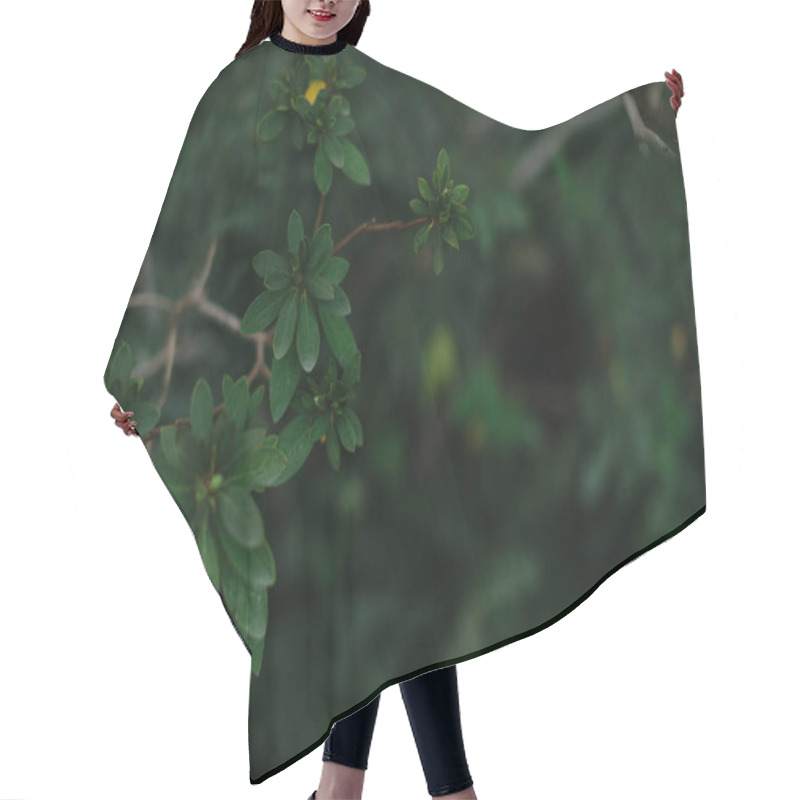 Personality  Dark Green Texture Of Leaves And Grass Hair Cutting Cape