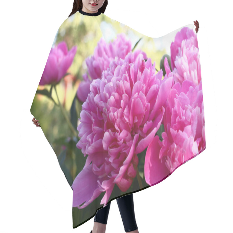 Personality  Large Flowers Of A Peony, Terry With Pink Petals, Are Decoration Of A Garden At Any Time. Hair Cutting Cape