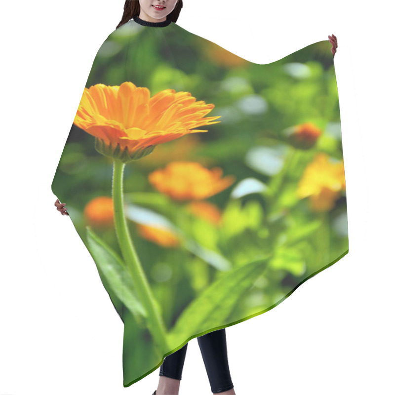 Personality  Yellow Calendula Flowers In The Garden Hair Cutting Cape