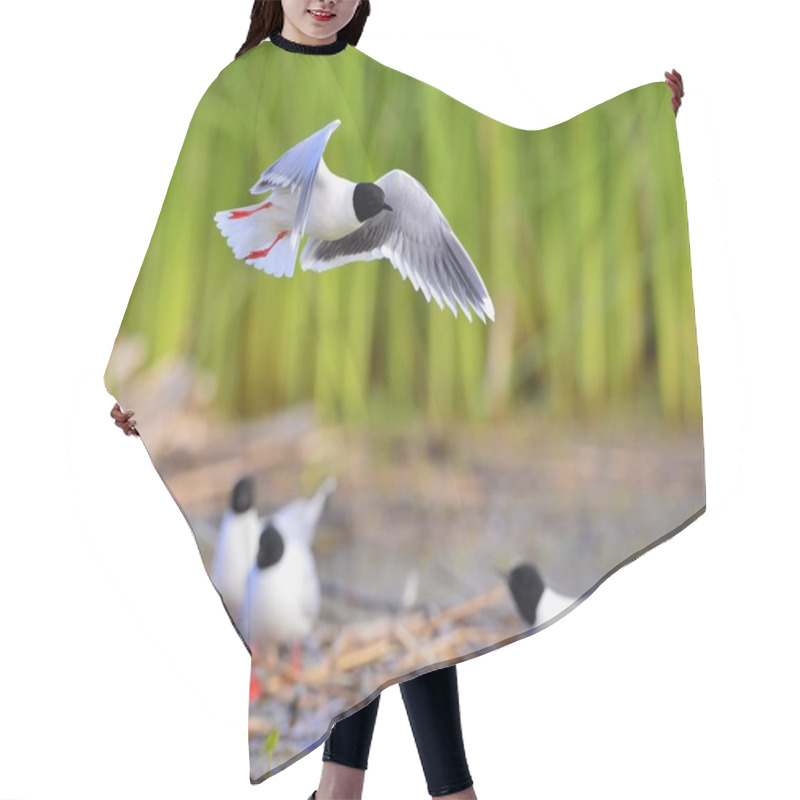 Personality  The Little Gull Larus Minutus Hair Cutting Cape