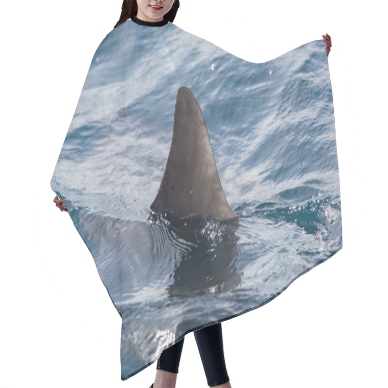 Personality  Shark Fin Above Water Hair Cutting Cape