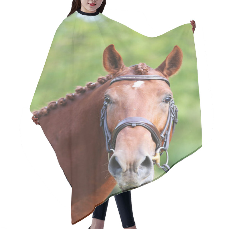 Personality  Portrait Close Up Of A Beautiful Young Chestnut Stallion. Headshot Of A Purebred Horse Against Natural Background At Rural Ranch On Horse Show Summertime Outddors Hair Cutting Cape