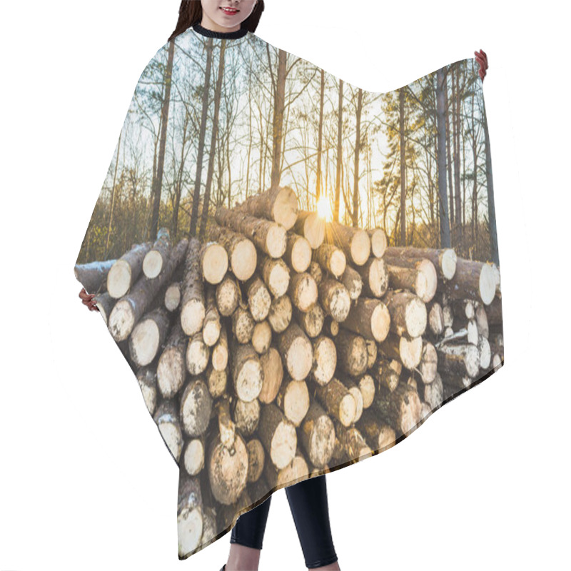 Personality  Wooden Logs Of Pine Woods In The Forest. Freshly Chopped Tree Logs Stacked Up On Top Of Each Other In A Pile. Hair Cutting Cape