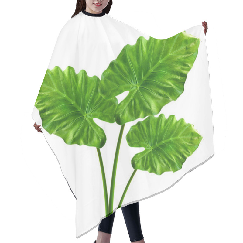 Personality  Alocasia Machrorhiza Hair Cutting Cape