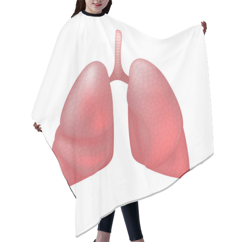 Personality  Realistic Human Lungs Isolated On White Background. Hair Cutting Cape