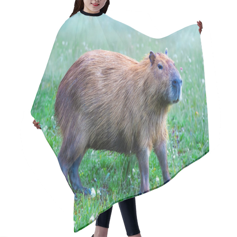 Personality  Wild Capybara Tropical South American Portrait Hair Cutting Cape